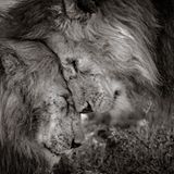 David Lloyd/Wildlife Photographer of the Year/Natural History Museum
