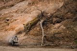 Federico Veronesi /Wildlife Photographer of the Year/Natural History Museum