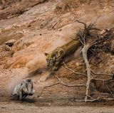 Federico Veronesi /Wildlife Photographer of the Year/Natural History Museum