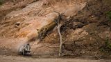 Federico Veronesi /Wildlife Photographer of the Year/Natural History Museum