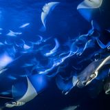 Franco Banfi /Wildlife Photographer of the Year/Natural History Museum