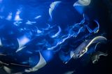 Franco Banfi /Wildlife Photographer of the Year/Natural History Museum