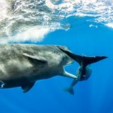 Franco Banfi/Wildlife Photographer of the Year/Natural History Museum