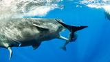 Franco Banfi/Wildlife Photographer of the Year/Natural History Museum