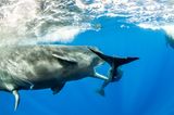 Franco Banfi/Wildlife Photographer of the Year/Natural History Museum
