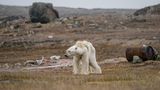 Justin Hofman /Wildlife Photographer of the Year/Natural History Museum
