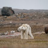 Justin Hofman /Wildlife Photographer of the Year/Natural History Museum
