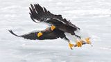 Konstantin Shatenev/Wildlife Photographer of the Year/Natural History Museum