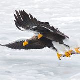 Konstantin Shatenev/Wildlife Photographer of the Year/Natural History Museum