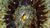 Pedro Carrillo/Wildlife Photographer of the Year/Natural History Museum