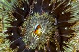 Pedro Carrillo/Wildlife Photographer of the Year/Natural History Museum