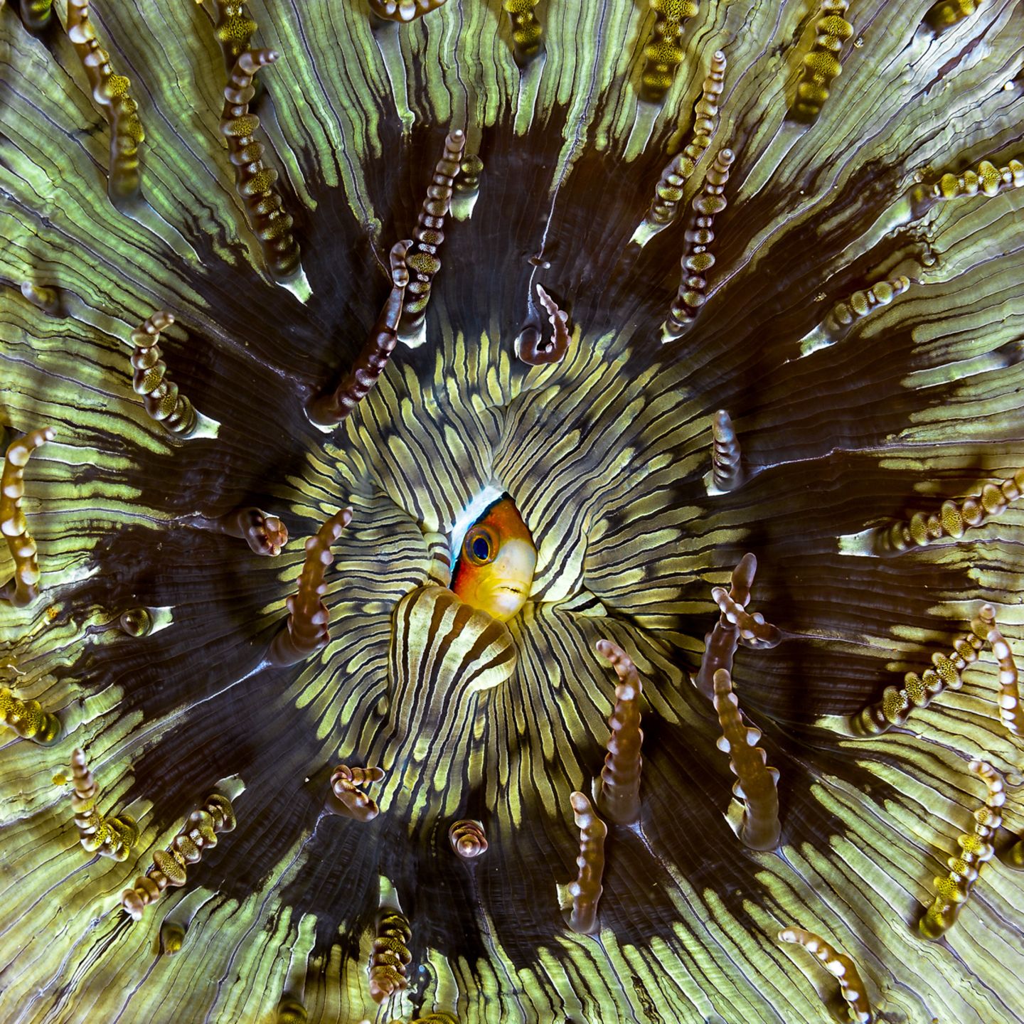 Wildlife Photographer of the Year: Diese Naturfotos haben die Herzen des Publikums erobert - Bild 19 Pedro Carrillo/Wildlife Photographer of the Year/Natural History Museum