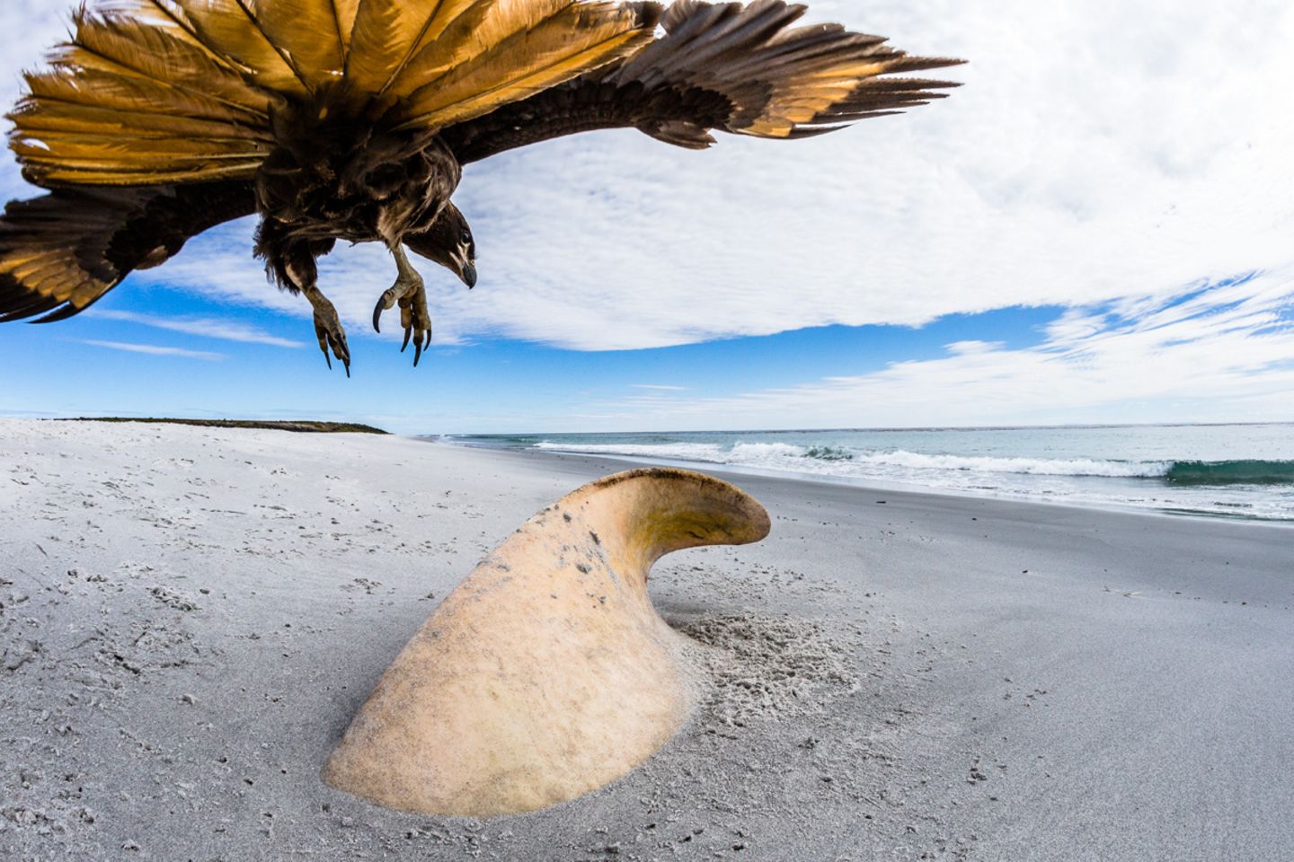 Phil Jones/Wildlife Photographer of the Year/Natural History Museum