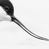 Rob Blanken/Wildlife Photographer of the Year/Natural History Museum