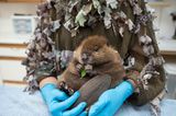 Suzi Eszterhas/Wildlife Photographer of the Year/Natural History Museum