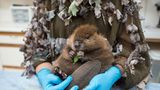 Suzi Eszterhas/Wildlife Photographer of the Year/Natural History Museum