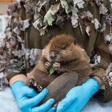 Suzi Eszterhas/Wildlife Photographer of the Year/Natural History Museum