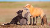 Wim Van Den Heever/Wildlife Photographer of the Year/Natural History Museum