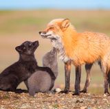 Wim Van Den Heever/Wildlife Photographer of the Year/Natural History Museum