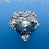 Tony Wu/Wildlife Photographer of the Year/Natural History Museum