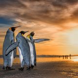 Wim Van Den Heever/Wildlife Photographer of the Year/Natural History Museum