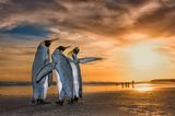 Wim Van Den Heever/Wildlife Photographer of the Year/Natural History Museum