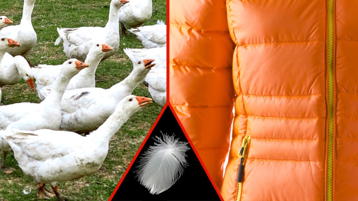 Was taugen die DaunenSiegel? [GEO]