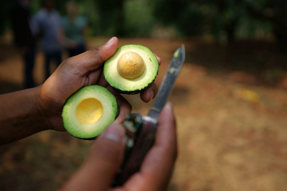Avocado harvest in the Mexican state of Michoacán