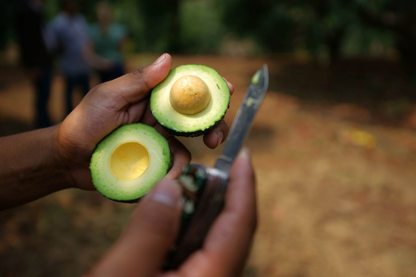Avocado-Ernte im mexikanischen Bundesstaat Michoacán