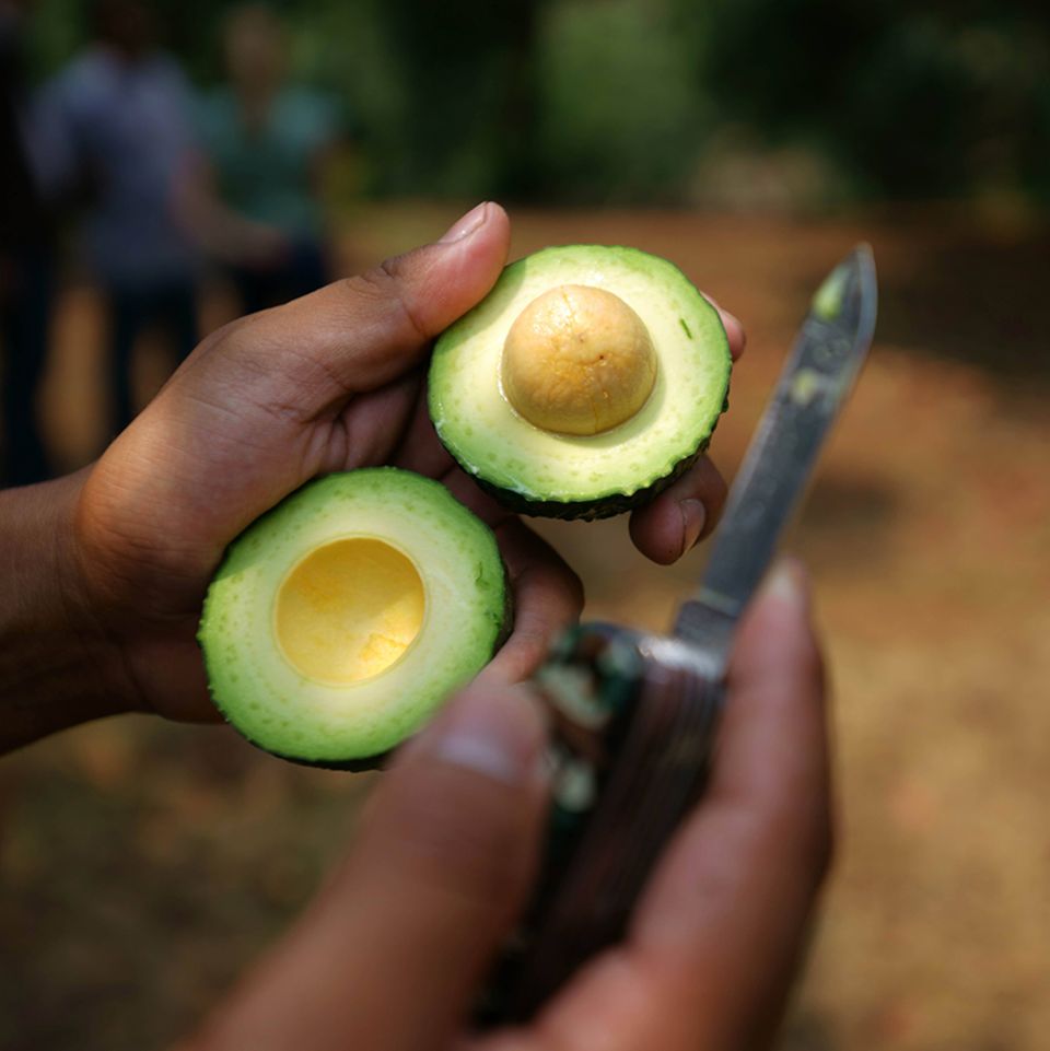 Avocado-Ernte im mexikanischen Bundesstaat Michoacán