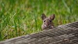 Maus