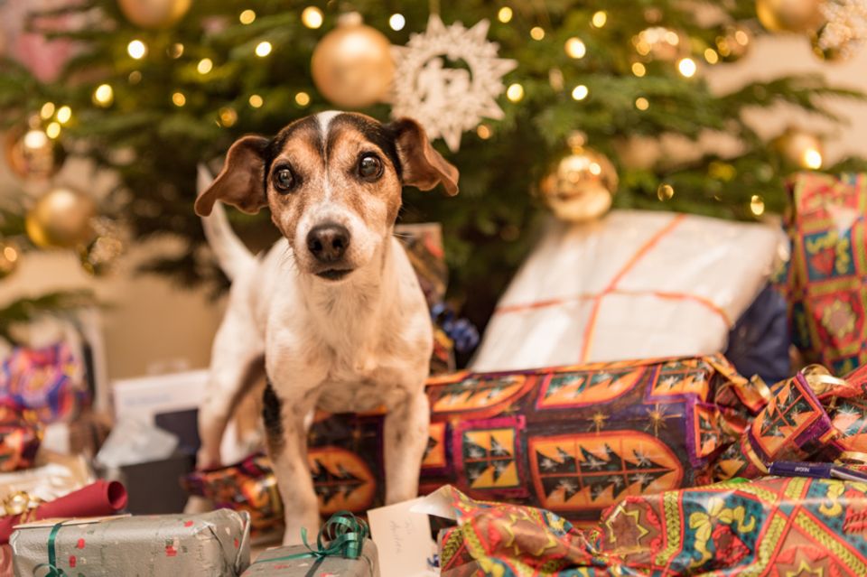 Jack Russell Terrier unter dem Weihnachtsbaum