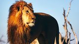 Simbabwe
