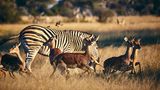 Simbabwe
