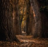 Allee unweit der Altstadt von Regensburg