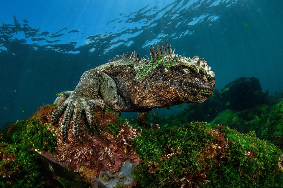 Godzilla auf Tauchgang - [GEO]