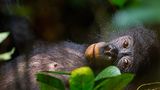 Bonobo