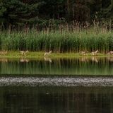 Wölfe in Deutschland