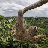 Dreifinger-Faultiere