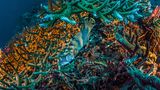 Napoleon-Lippfisch