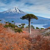 Conguillio National Park, Chile