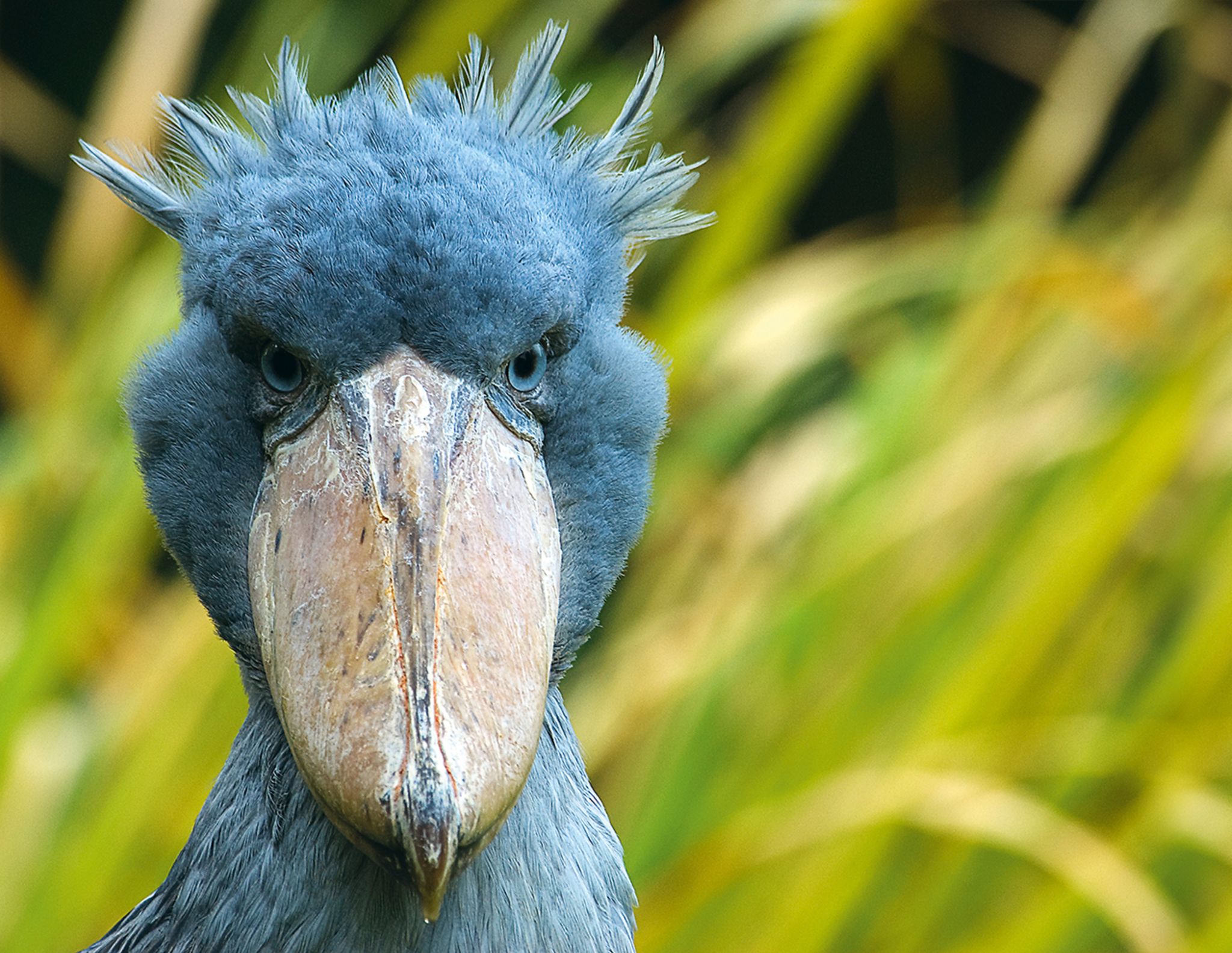 Schuhschnabel: Der Vogel im Tierlexikon - [GEOLINO]