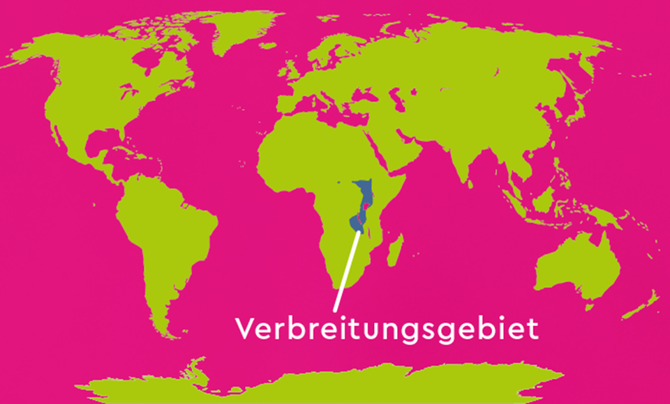 Karte: Verbreitungsgebiet des Schuhschnabels