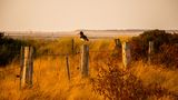 Amrum