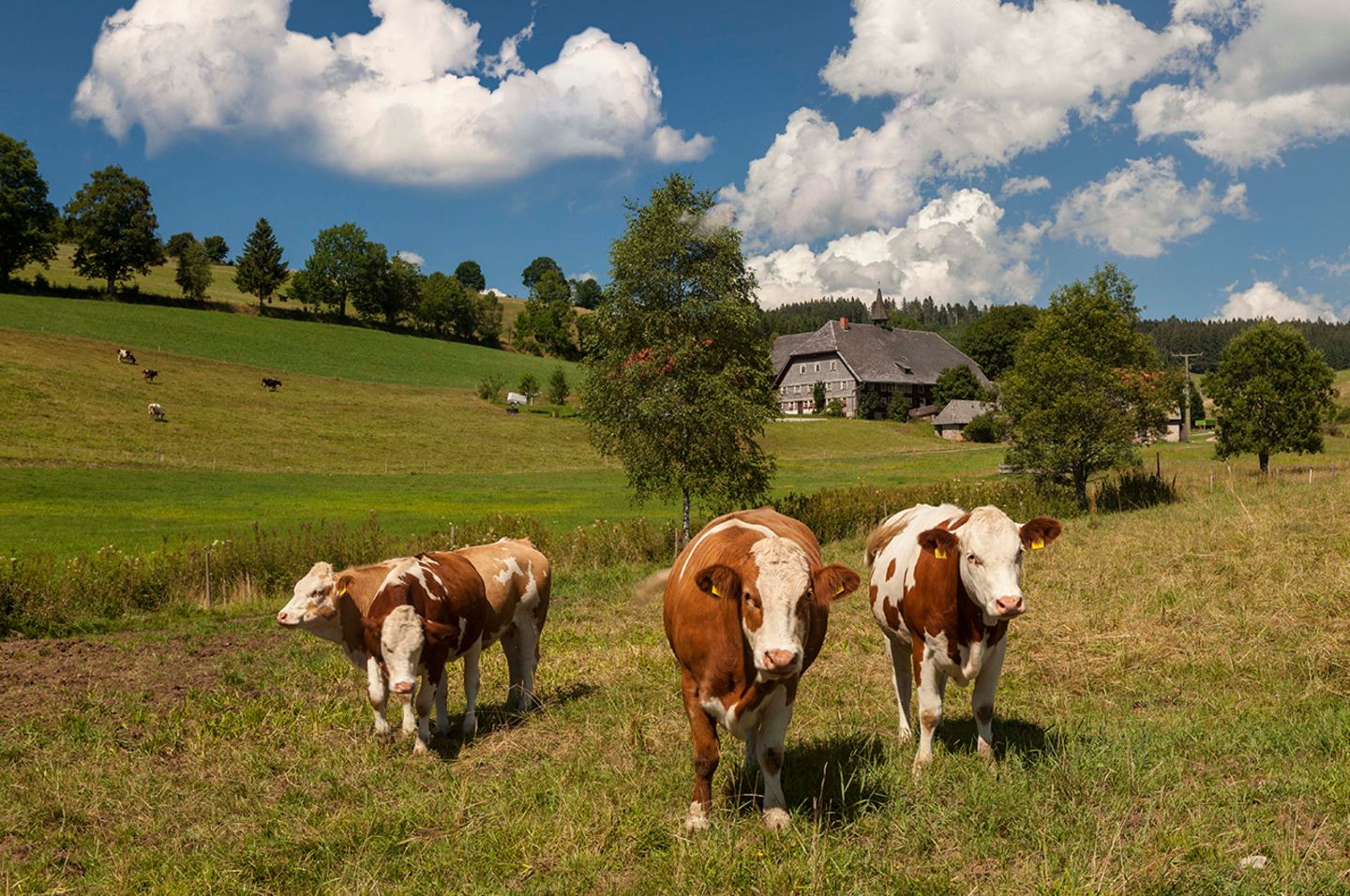 Ein Bauernhof in Deutschland