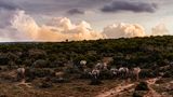 Addo Nationalpark