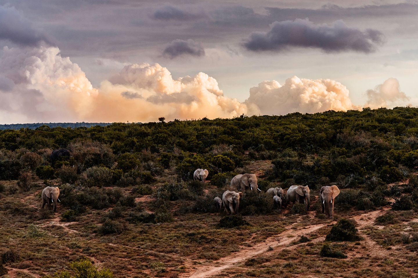 Addo Nationalpark