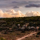 Addo Nationalpark