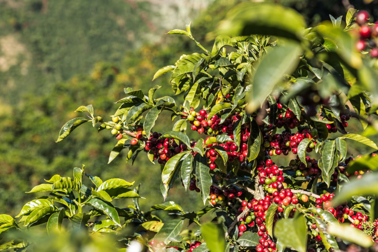 Kaffee: Sorten vom Aussterben bedroht - [GEO]