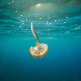 Eine Qualle der Gattung Pelagia